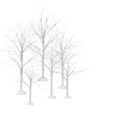 Winter Birch